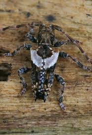 Attēlu rezultāti vaicājumam “Pogonocherus hispidulus”