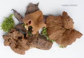 Attēlu rezultāti vaicājumam “Discina perlata”