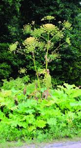 Attēlu rezultāti vaicājumam “Heracleum sosnowskyi”