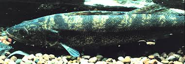 Image result for Sander vitreus