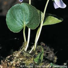 Attēlu rezultāti vaicājumam “Viola palustris”