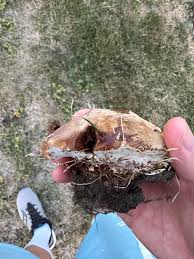 Attēlu rezultāti vaicājumam “Onnia tomentosa”