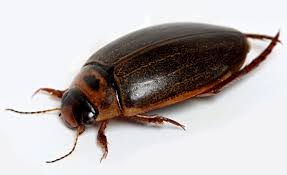 Attēlu rezultāti vaicājumam “Rhantus frontalis”