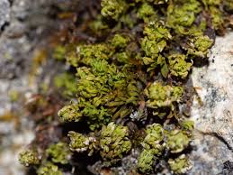 Attēlu rezultāti vaicājumam “Encalypta streptocarpa”