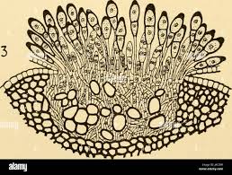 Attēlu rezultāti vaicājumam “Puccinia agrostidis”