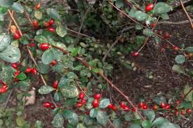 Attēlu rezultāti vaicājumam “Cotoneaster divaricatus fruit”