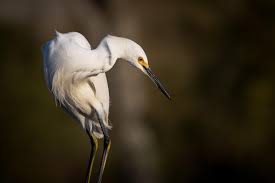 Image result for Egretta thula