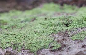 Attēlu rezultāti vaicājumam “Chaenotheca furfuracea”