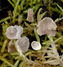 Attēlu rezultāti vaicājumam “Arrhenia retiruga”