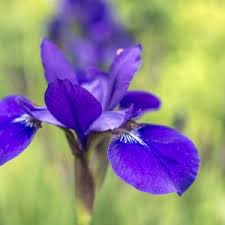 Attēlu rezultāti vaicājumam “Schoenoplectus lacustris subsp. glaucus flower”
