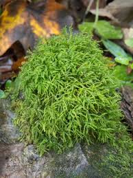 Attēlu rezultāti vaicājumam “Anomodon attenuatus”