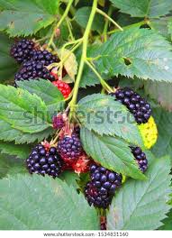 Attēlu rezultāti vaicājumam “Rubus plicatus fruit”
