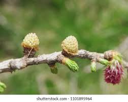 Attēlu rezultāti vaicājumam “Larix decidua var. polonica”