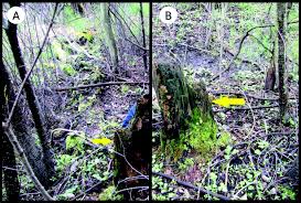 Attēlu rezultāti vaicājumam “Chaenotheca laevigata”