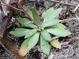 Attēlu rezultāti vaicājumam “Androsace septentrionalis fruit”
