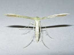 Attēlu rezultāti vaicājumam “Adaina microdactyla”