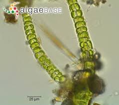 Attēlu rezultāti vaicājumam “Enteromorpha sp.”