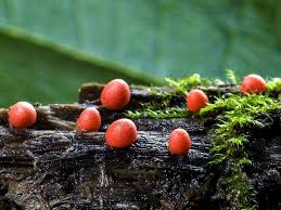 Attēlu rezultāti vaicājumam “Lycogala conicum”