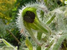Attēlu rezultāti vaicājumam “Borago officinalis bud”