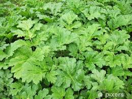 Attēlu rezultāti vaicājumam “Heracleum sosnowskyi leaf”