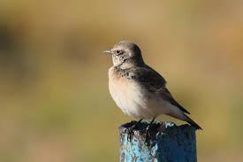 Image result for Oenanthe pleschanka