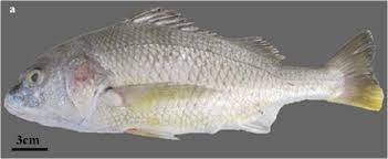 Image result for Pomadasys commersonnii