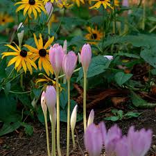 Attēlu rezultāti vaicājumam “Colchicum autumnale flower”