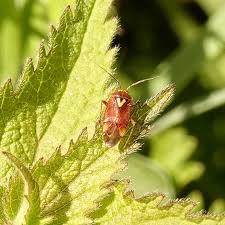 Attēlu rezultāti vaicājumam “Lygus pratensis imago”