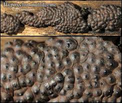 Attēlu rezultāti vaicājumam “Hypoxylon multiforme”