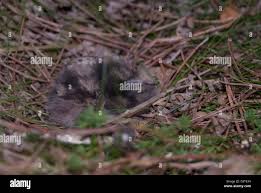 Attēlu rezultāti vaicājumam “Caprimulgus europaeus nest”