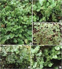 Attēlu rezultāti vaicājumam “Marchantia polymorpha”