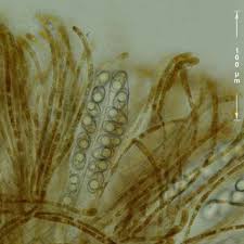 Attēlu rezultāti vaicājumam “Stemonaria irregularis”