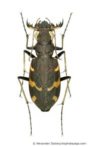 Attēlu rezultāti vaicājumam “Cicindela sylvatica”