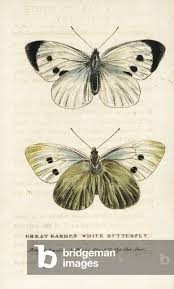 Attēlu rezultāti vaicājumam “Pieris brassicae male”