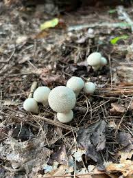 Attēlu rezultāti vaicājumam “Craterocolla cerasi”