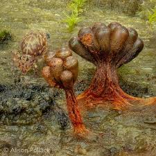 Attēlu rezultāti vaicājumam “Metatrichia vesparia”