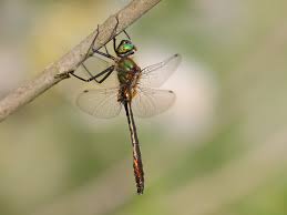 Attēlu rezultāti vaicājumam “Cordulia aenea”