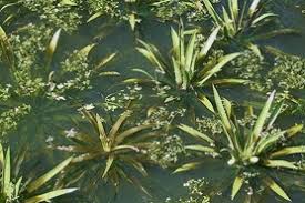 Attēlu rezultāti vaicājumam “Stratiotes aloides flower”