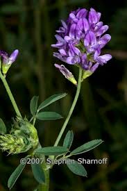 Attēlu rezultāti vaicājumam “Medicago sativa subsp. sativa”