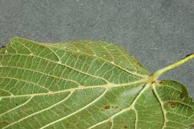 Attēlu rezultāti vaicājumam “Tilia platyphyllos subsp. platyphyllos”