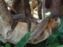 ZooBorns: SLOTH