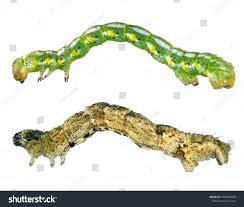 Attēlu rezultāti vaicājumam “Geocrypta galii larva”