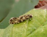 Attēlu rezultāti vaicājumam “Nemapogon cloacella”