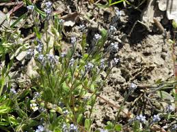 Attēlu rezultāti vaicājumam “Myosotis micrantha”
