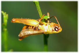 Attēlu rezultāti vaicājumam “Entomophaga grylli”