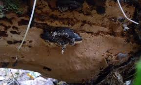 Attēlu rezultāti vaicājumam “Junghuhnia collabens”