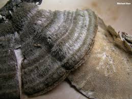 Attēlu rezultāti vaicājumam “Trametes hirsuta”