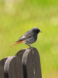 Attēlu rezultāti vaicājumam “Phoenicurus ochruros”