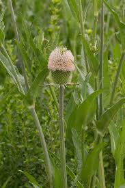 Attēlu rezultāti vaicājumam “Dipsacaceae”