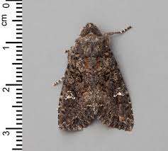 Attēlu rezultāti vaicājumam “Mamestra brassicae exuvia”